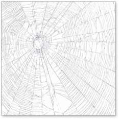 Silver Giant Spiderweb: click to enlarge