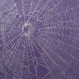 Giant Spiderweb